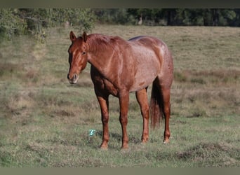 American Quarter Horse, Castrone, 8 Anni, 157 cm, Roano rosso