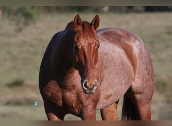 American Quarter Horse, Castrone, 8 Anni, 157 cm, Roano rosso