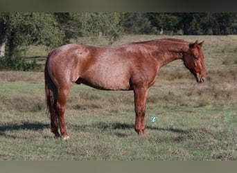 American Quarter Horse, Castrone, 8 Anni, 157 cm, Roano rosso