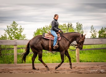 American Quarter Horse, Castrone, 8 Anni, 157 cm, Sauro scuro