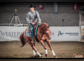 American Quarter Horse, Castrone, 8 Anni, 158 cm, Red dun