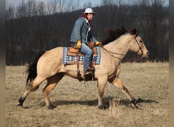 American Quarter Horse, Castrone, 8 Anni, 160 cm, Baio chiaro