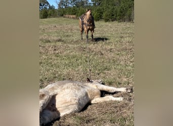 American Quarter Horse, Castrone, 8 Anni, 160 cm, Falbo