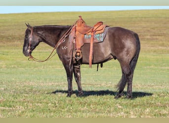 American Quarter Horse, Castrone, 8 Anni, 160 cm, Grullo