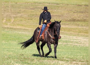 American Quarter Horse, Castrone, 8 Anni, 160 cm, Grullo