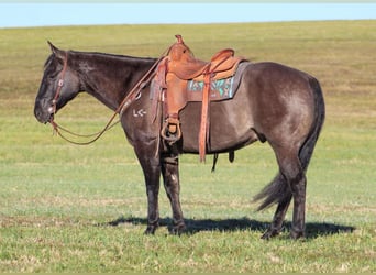 American Quarter Horse, Castrone, 8 Anni, 160 cm, Grullo