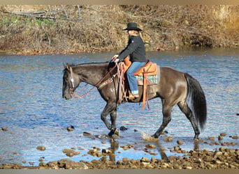 American Quarter Horse, Castrone, 8 Anni, 160 cm, Grullo