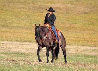 American Quarter Horse, Castrone, 8 Anni, 160 cm, Grullo