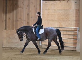 American Quarter Horse Mix, Castrone, 8 Anni, 160 cm, Roano rosso