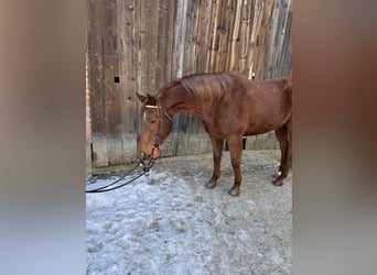 American Quarter Horse, Castrone, 8 Anni, 160 cm, Sauro