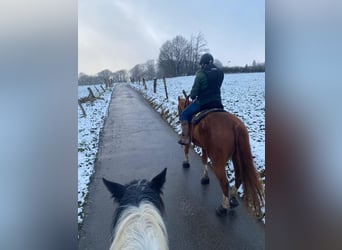 American Quarter Horse, Castrone, 8 Anni, 160 cm, Sauro