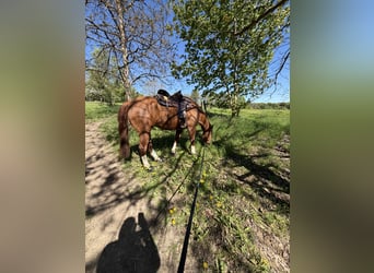 American Quarter Horse, Castrone, 8 Anni, 160 cm, Sauro