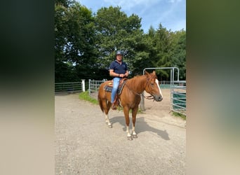 American Quarter Horse, Castrone, 8 Anni, 160 cm, Sauro