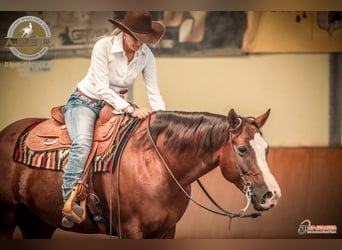 American Quarter Horse, Castrone, 8 Anni, 162 cm, Sauro