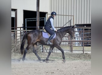 American Quarter Horse Mix, Castrone, 8 Anni, 163 cm, Baio ciliegia