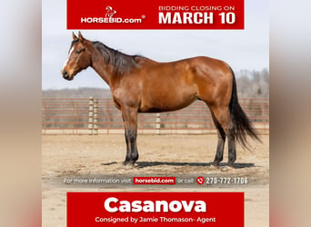 American Quarter Horse, Castrone, 8 Anni, 163 cm, Baio ciliegia