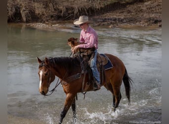 American Quarter Horse, Castrone, 8 Anni, 163 cm, Baio ciliegia