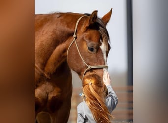 American Quarter Horse, Castrone, 8 Anni, 163 cm, Baio ciliegia