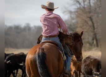 American Quarter Horse, Castrone, 8 Anni, 163 cm, Baio ciliegia