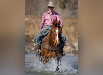 American Quarter Horse, Castrone, 8 Anni, 163 cm, Baio ciliegia