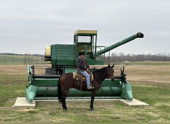 American Quarter Horse, Castrone, 8 Anni, 163 cm, Baio ciliegia