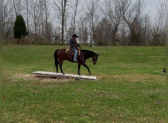 American Quarter Horse, Castrone, 8 Anni, 163 cm, Baio ciliegia