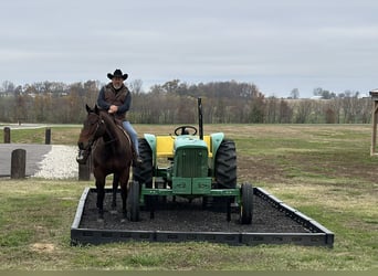 American Quarter Horse, Castrone, 8 Anni, 163 cm, Baio ciliegia