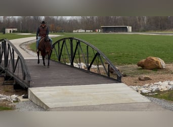 American Quarter Horse, Castrone, 8 Anni, 163 cm, Baio ciliegia