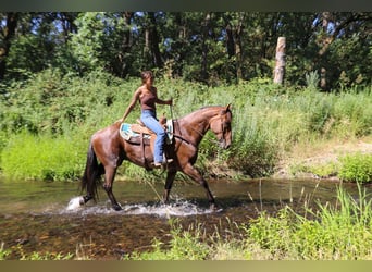 American Quarter Horse, Castrone, 8 Anni, 163 cm, Baio roano