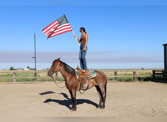 American Quarter Horse, Castrone, 8 Anni, 163 cm, Baio roano