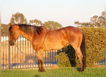 American Quarter Horse, Castrone, 8 Anni, 163 cm, Baio roano