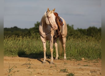 American Quarter Horse, Castrone, 8 Anni, 163 cm, Cremello