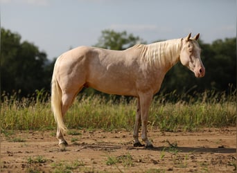 American Quarter Horse, Castrone, 8 Anni, 163 cm, Cremello