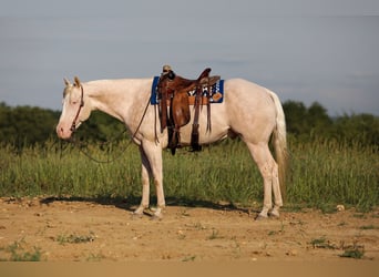 American Quarter Horse, Castrone, 8 Anni, 163 cm, Cremello