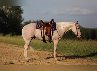 American Quarter Horse, Castrone, 8 Anni, 163 cm, Cremello