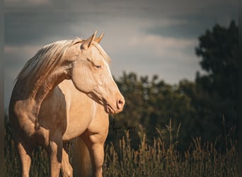 American Quarter Horse, Castrone, 8 Anni, 163 cm, Cremello