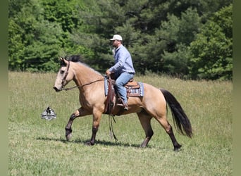 American Quarter Horse, Castrone, 8 Anni, 163 cm, Pelle di daino