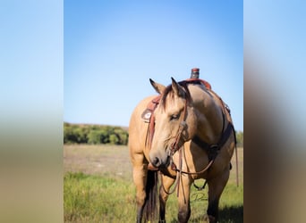 American Quarter Horse, Castrone, 8 Anni, 163 cm, Pelle di daino