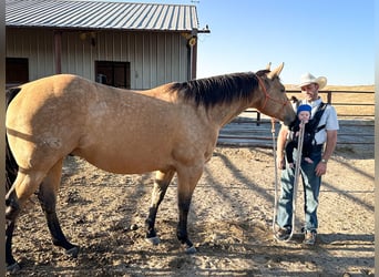 American Quarter Horse, Castrone, 8 Anni, 163 cm, Pelle di daino