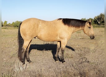 American Quarter Horse, Castrone, 8 Anni, 163 cm, Pelle di daino