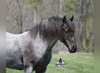 American Quarter Horse, Castrone, 8 Anni, 163 cm, Roano blu
