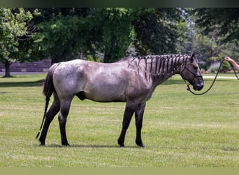 American Quarter Horse, Castrone, 8 Anni, 163 cm, Roano blu