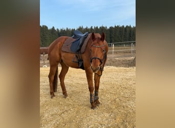American Quarter Horse, Castrone, 8 Anni, 165 cm, Baio ciliegia