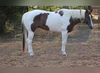 American Quarter Horse, Castrone, 8 Anni, 168 cm, Tobiano-tutti i colori