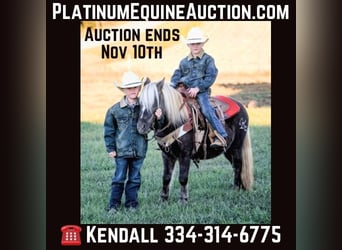 American Quarter Horse, Castrone, 8 Anni, 94 cm, Baio