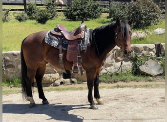 American Quarter Horse, Castrone, 8 Anni, Baio ciliegia