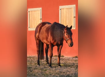 American Quarter Horse, Castrone, 8 Anni, Baio ciliegia