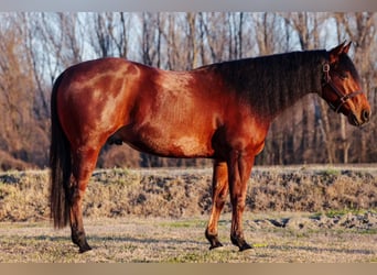 American Quarter Horse, Castrone, 8 Anni, Baio ciliegia