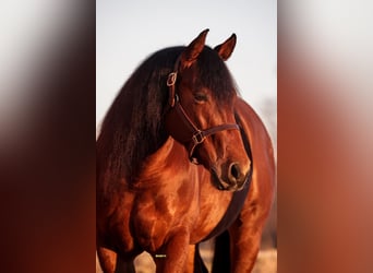 American Quarter Horse, Castrone, 8 Anni, Baio ciliegia