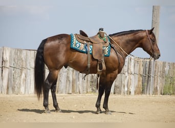 American Quarter Horse, Castrone, 8 Anni, Baio ciliegia